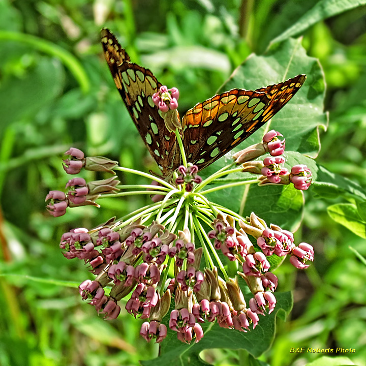 Fritillary-Clasping_Milkweed