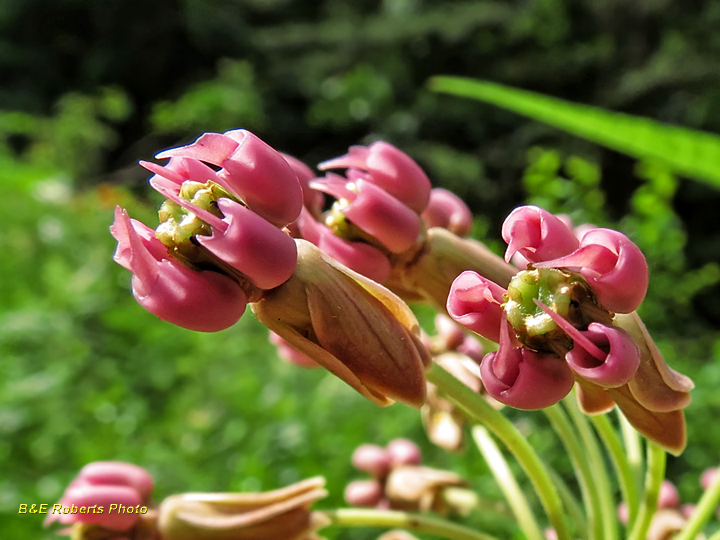 Clasping_Milkweed