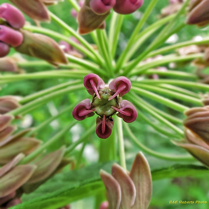 Clasping_Milkweed