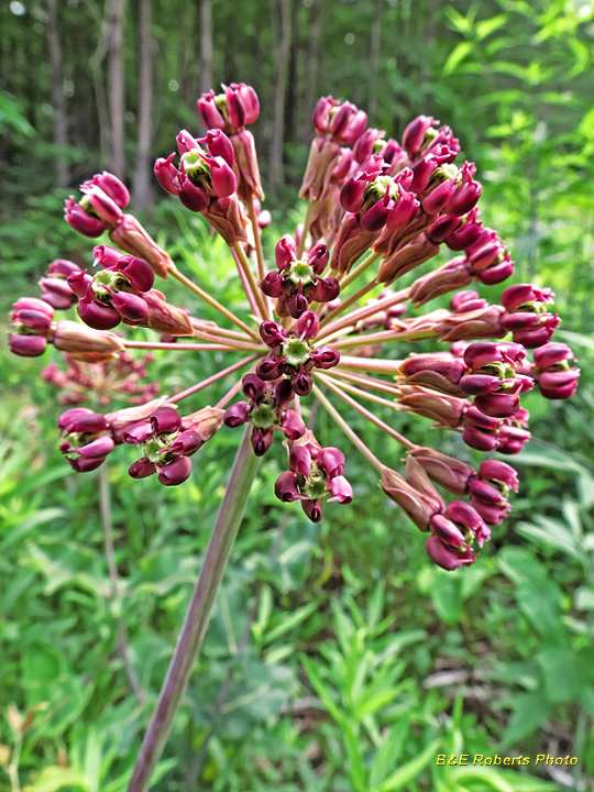 Clasping_Milkweed