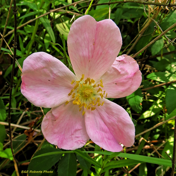 Swamp_Rose