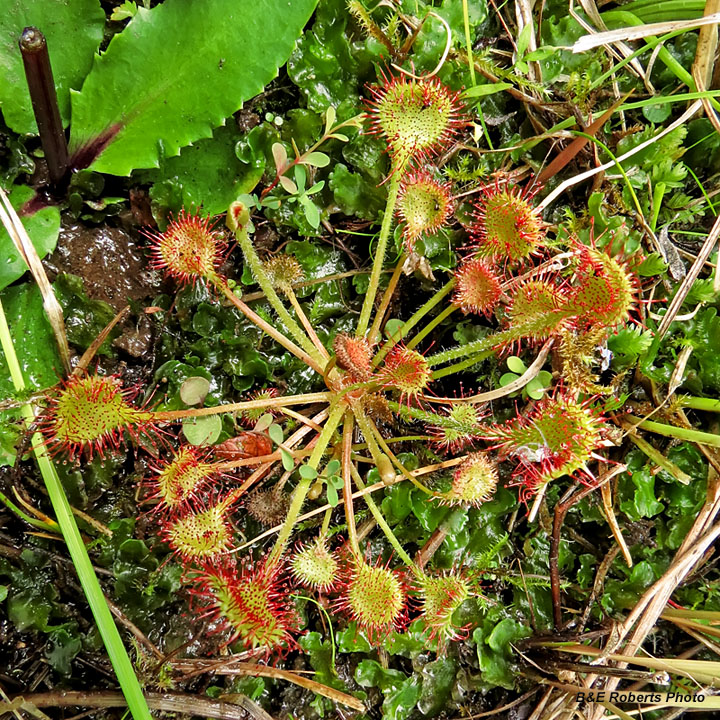 Sundew