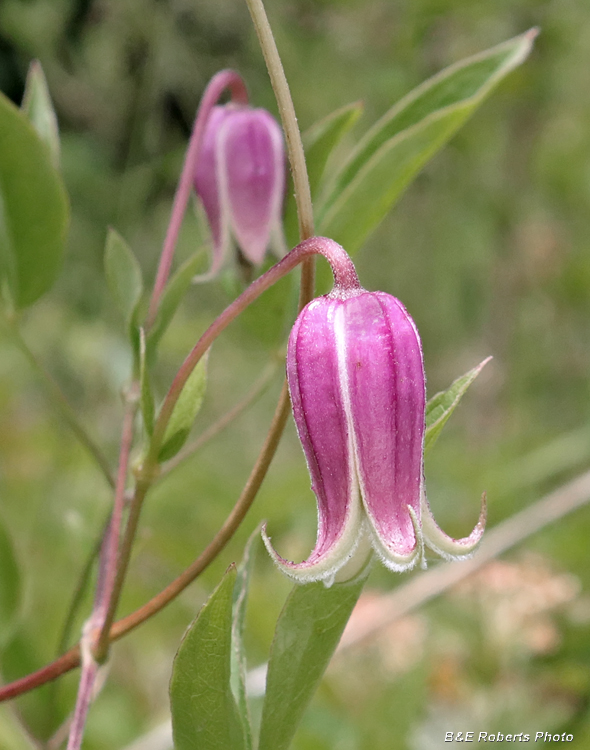 Clematis_viorna