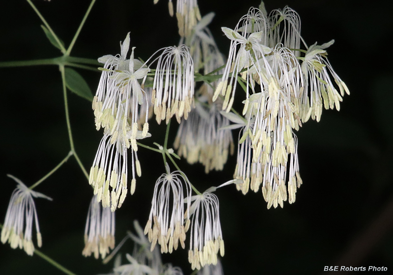 Thalictrum