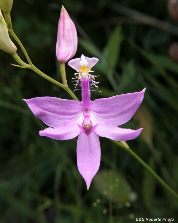 Calopogon