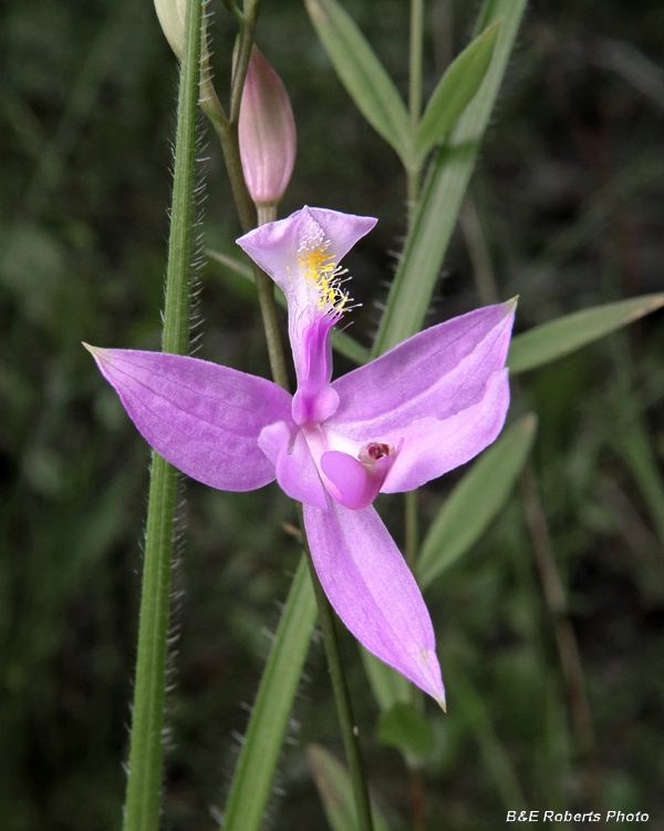 Calopogon