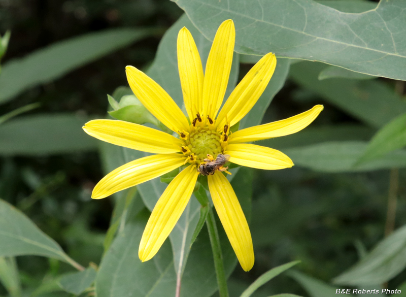 Silphium