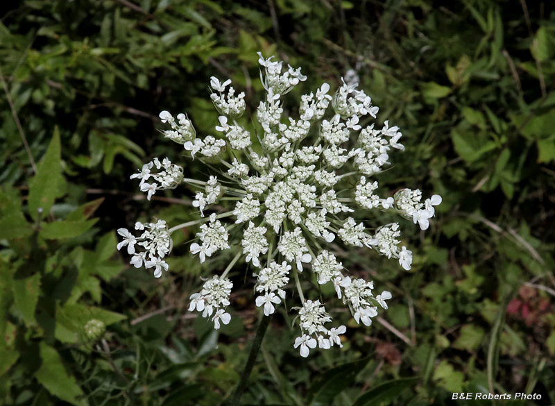 Daucus-Wild_Carrot