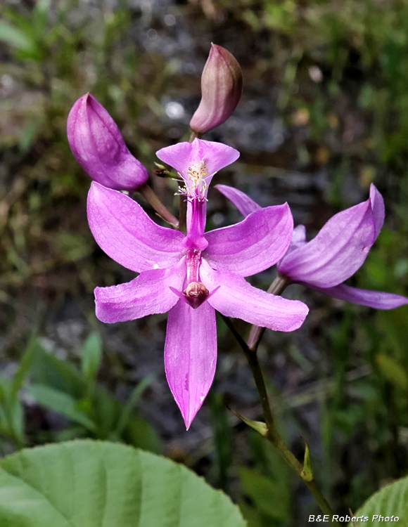 Grass_Pinks