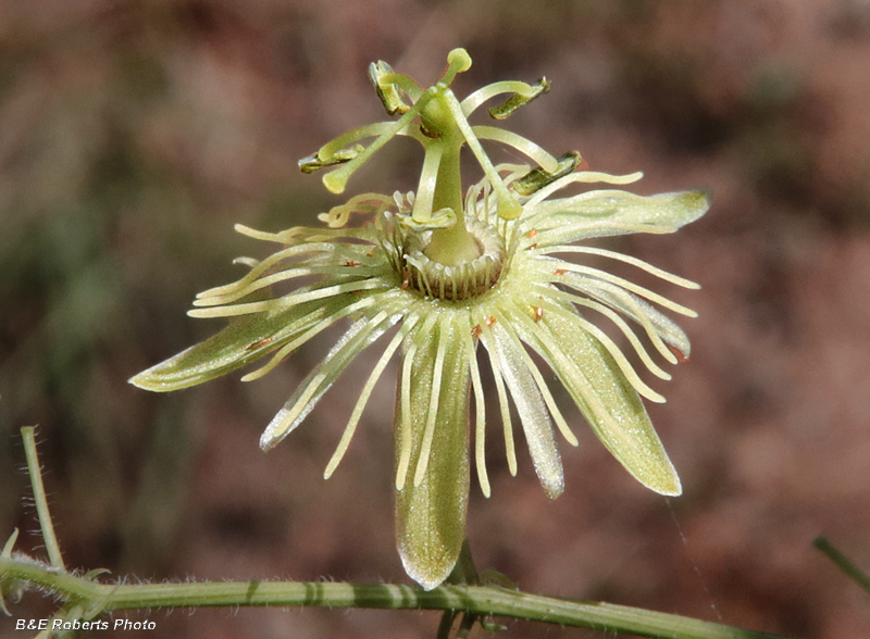 Passiflora_lutea