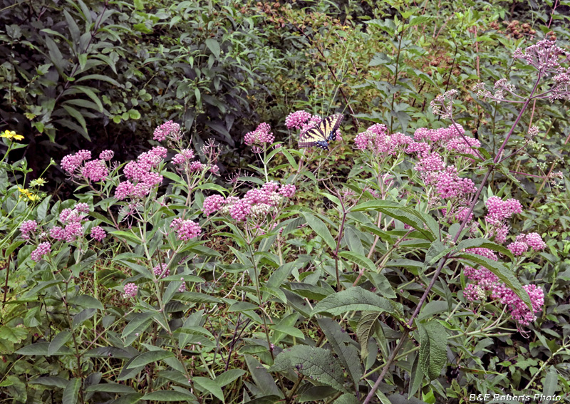 Asclepias_incarnata