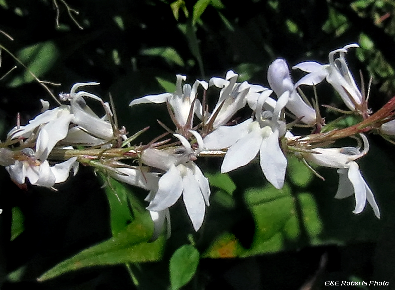 Lobelia