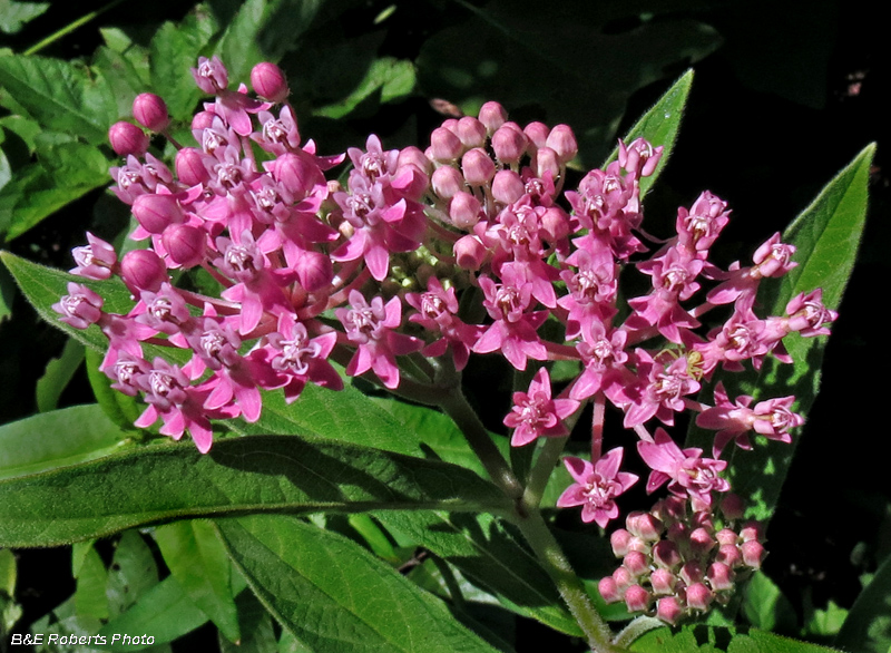 Swamp_Milkweed