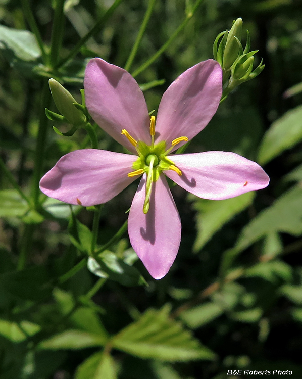 Sabatia