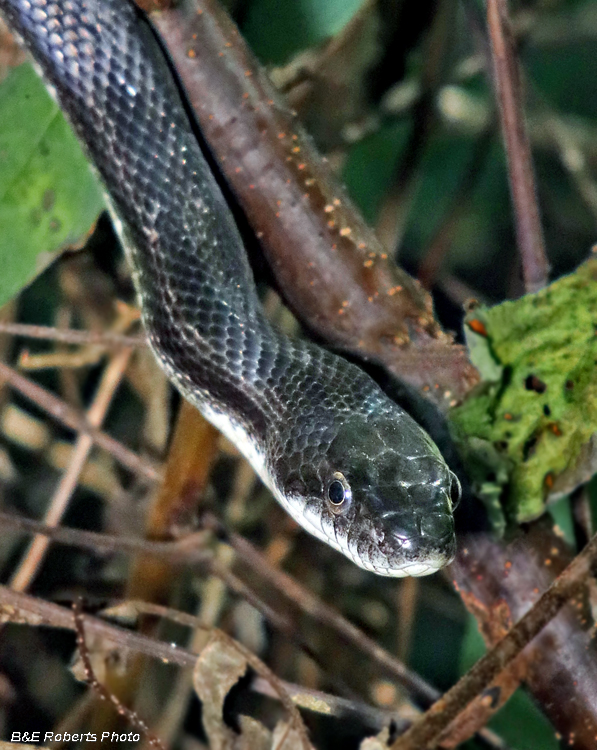 Rat_snake