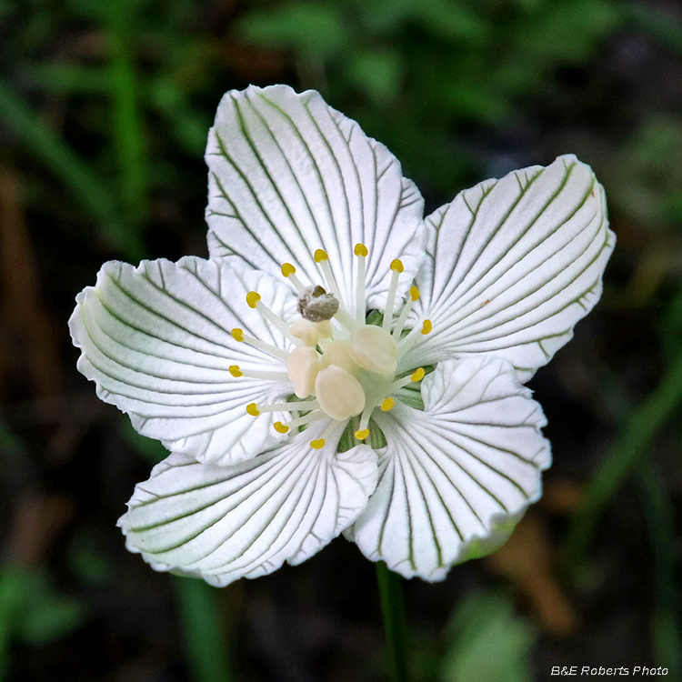 Parnassia_asarifolia