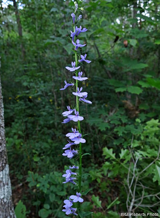 Lobelia