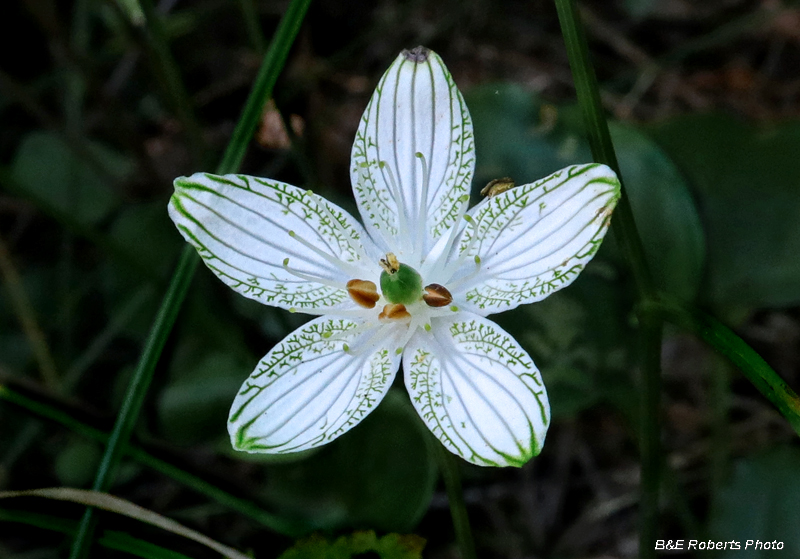 Parnassia_grandifolia