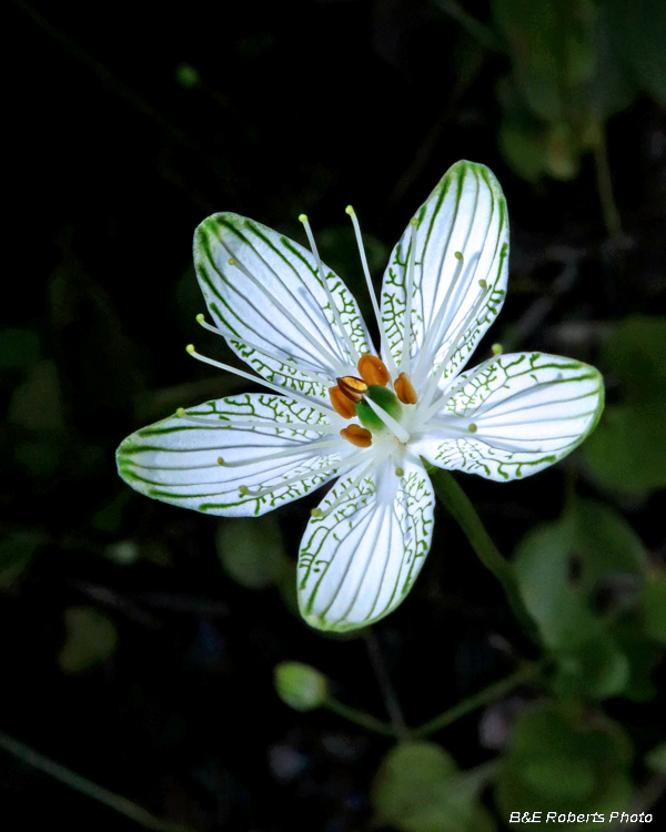 Parnassia_grandifolia