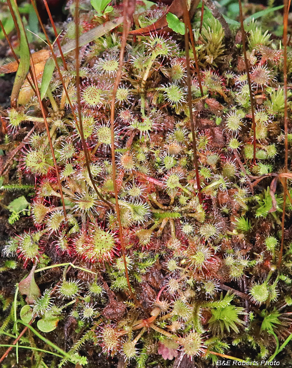 Sundew