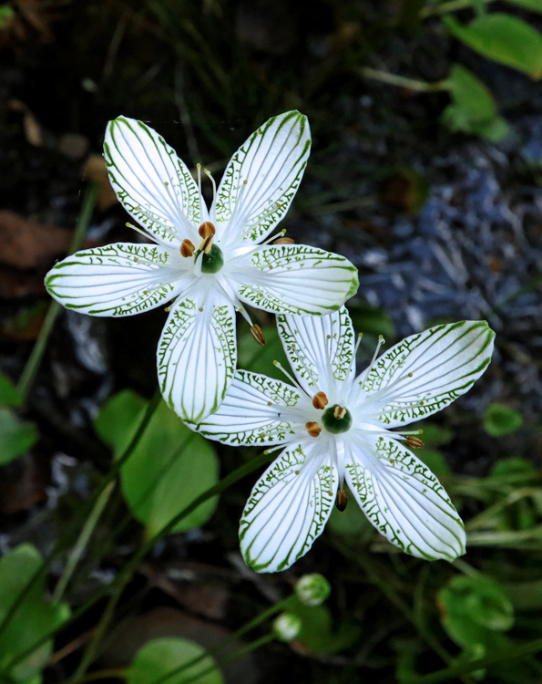 Parnassia_grandifolia