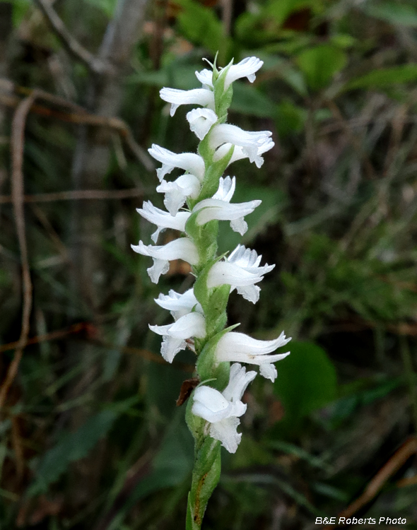 Spiranthes_cernua