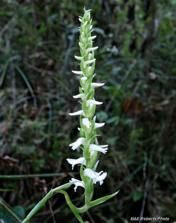 Spiranthes_cernua