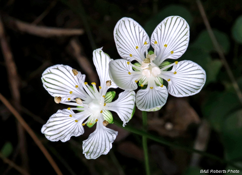 Parnassia_asarifolia