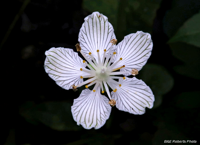 Parnassia_asarifolia