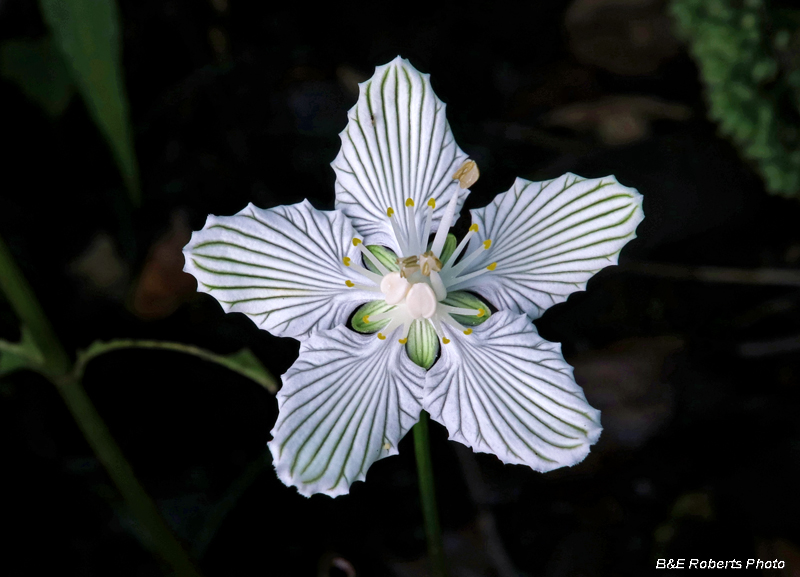 Parnassia_asarifolia