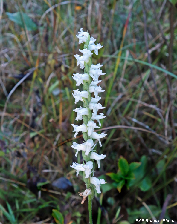 Spiranthes_cernua