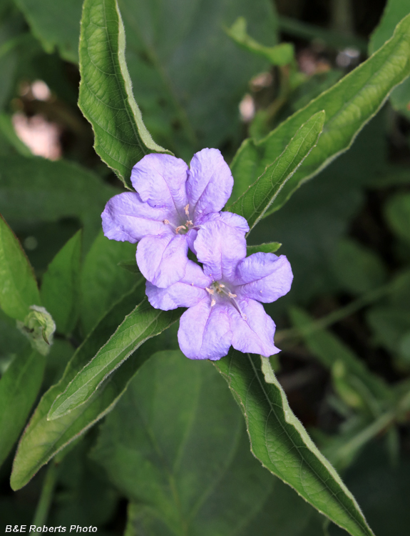 Ruellia