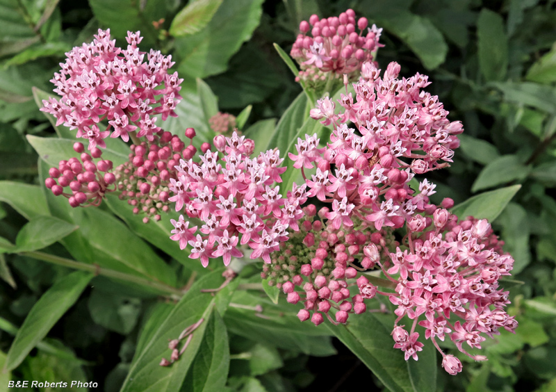 Swamp_Milkweed