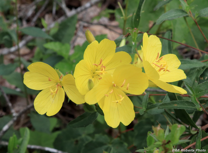 Oenothera