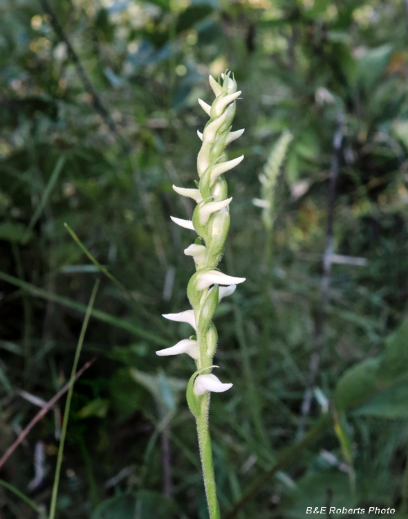 Spiranthes