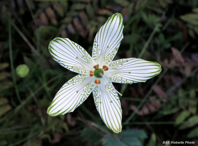 Parnassia_grandifolia