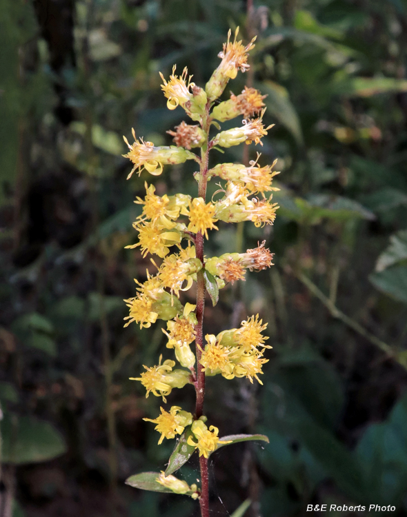 Solidago_bicolor