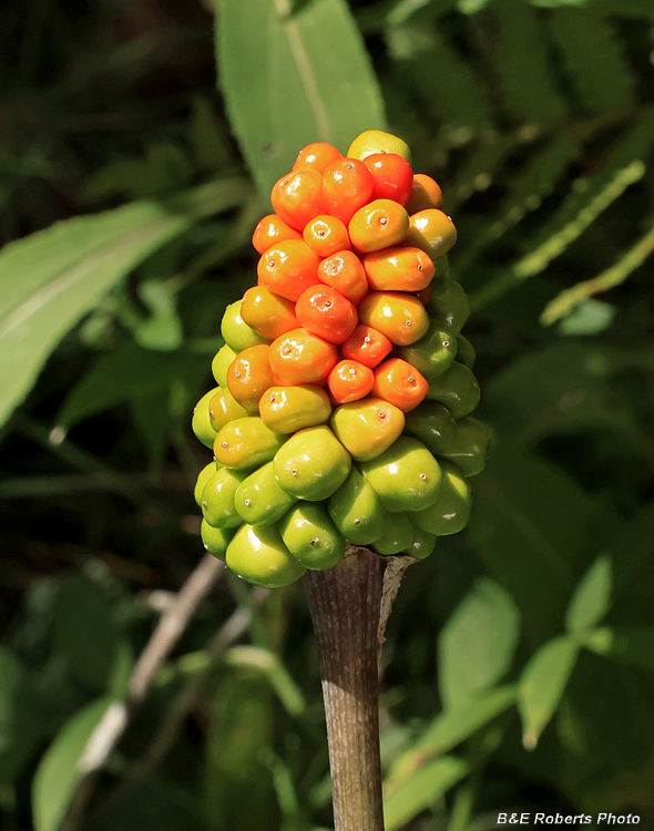 Jack-in-the-Pulpit