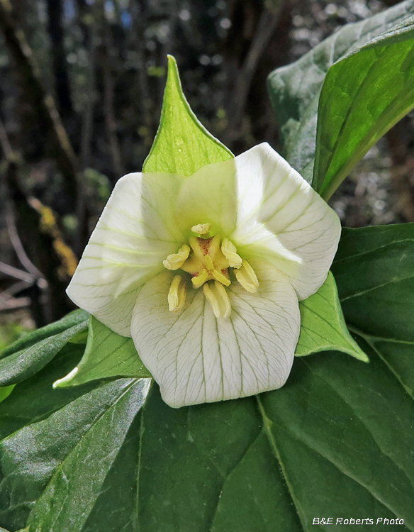 Trillium