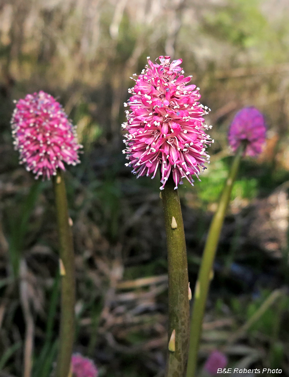 Swamp_Pinks