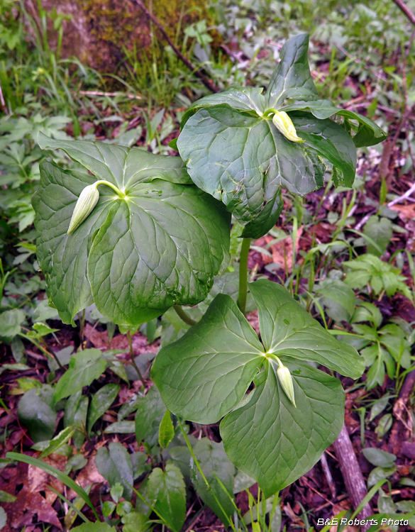 Trilliums_in_bud