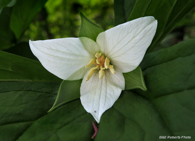 Trillium