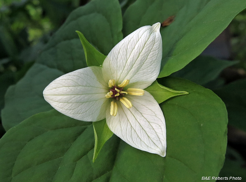 Trillium