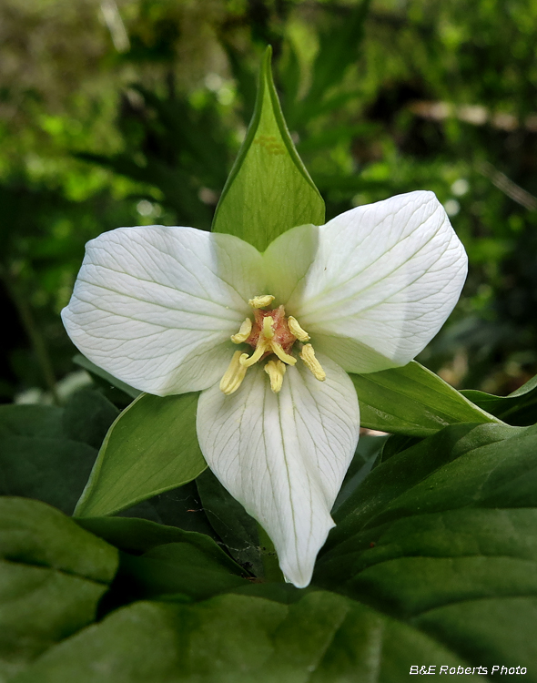 Trillium