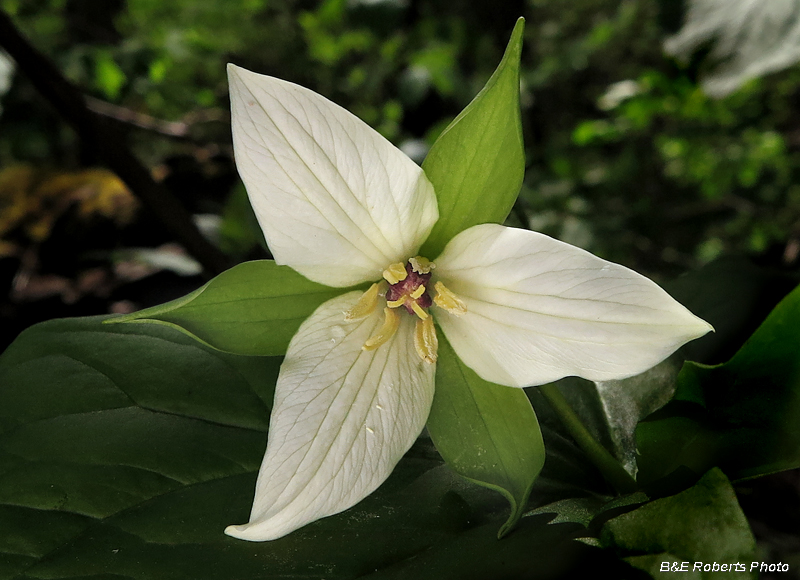 Trillium