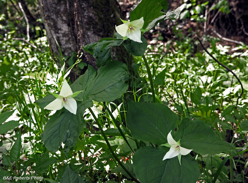 Trilliums_habitat