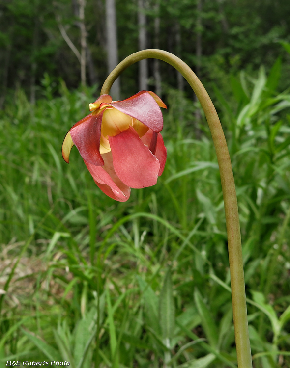 Pitcher_flower