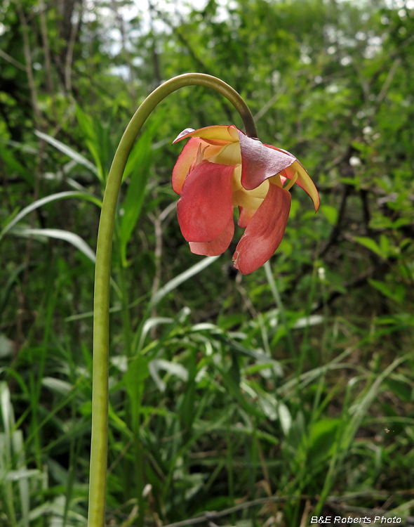 Pitcher_flower