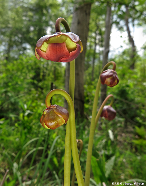 Pitcher_flower