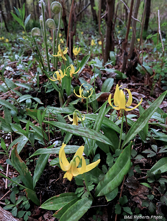 Trout_Lilies